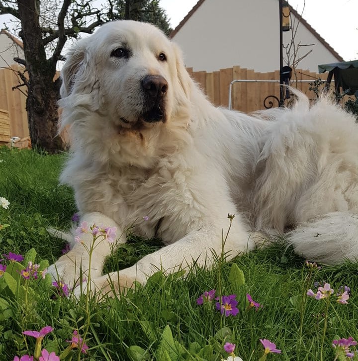 Physiothérapie vieux chien genève Vieux chien après une séance de Physiothérapie