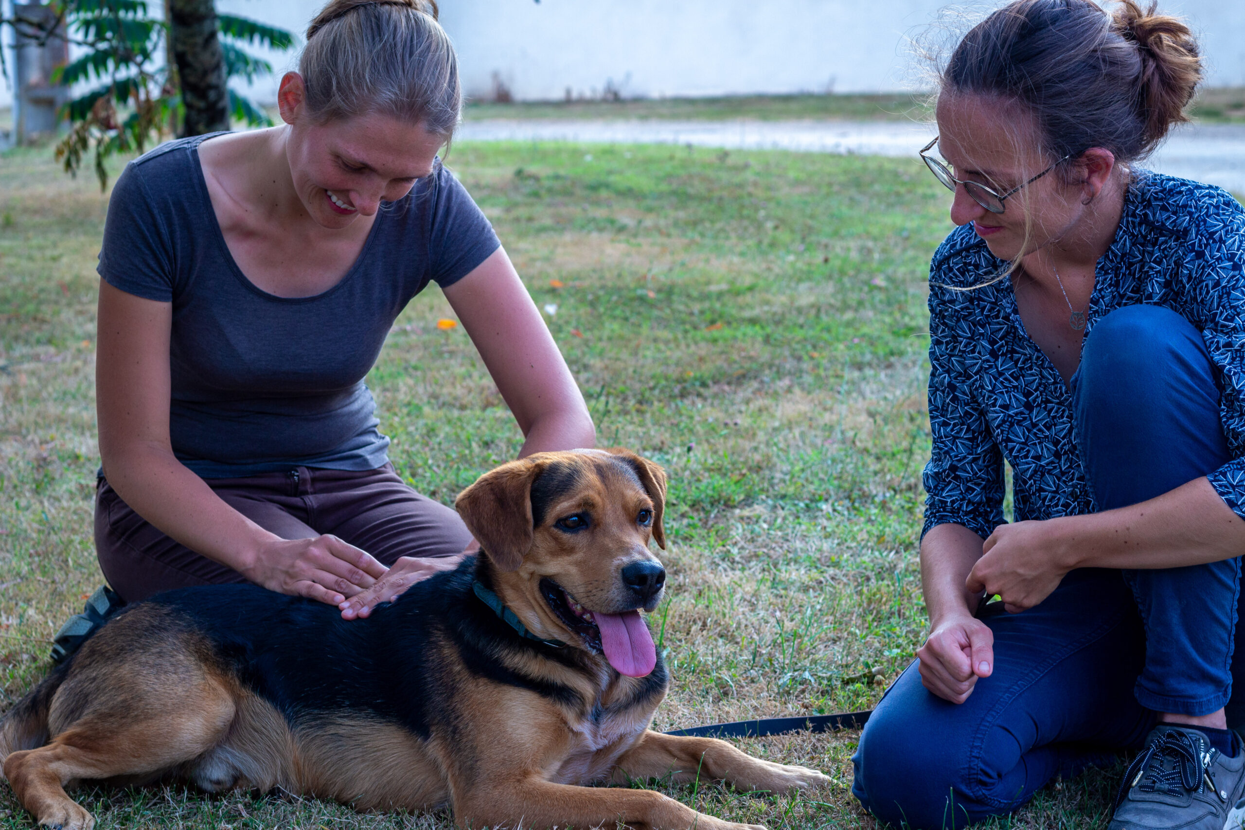 Physiothérapie chien genève Séance de physiothérapie pour chien à Genève