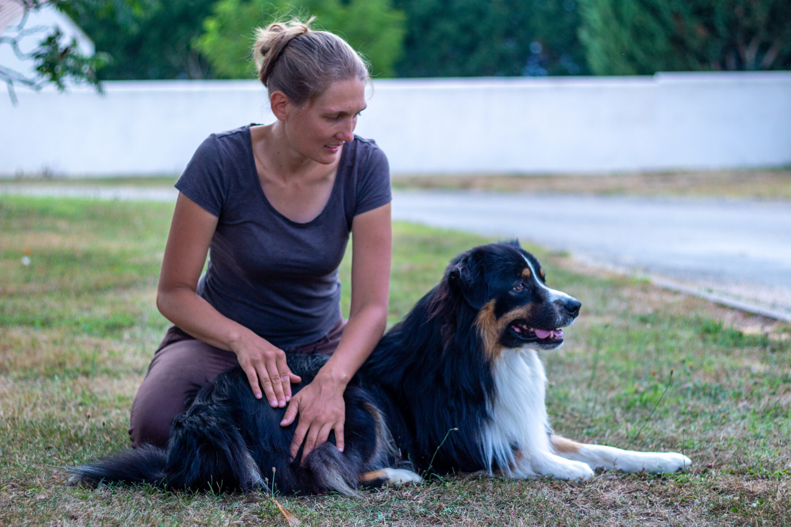 Massage chien Genève Massage d'un chien pendant une séance de physiothérapie à Genève