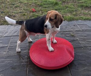 Chien coussin équilibre physiothérapie animale genève Chien sur un coussin d'équilibre en physiothérapie animale