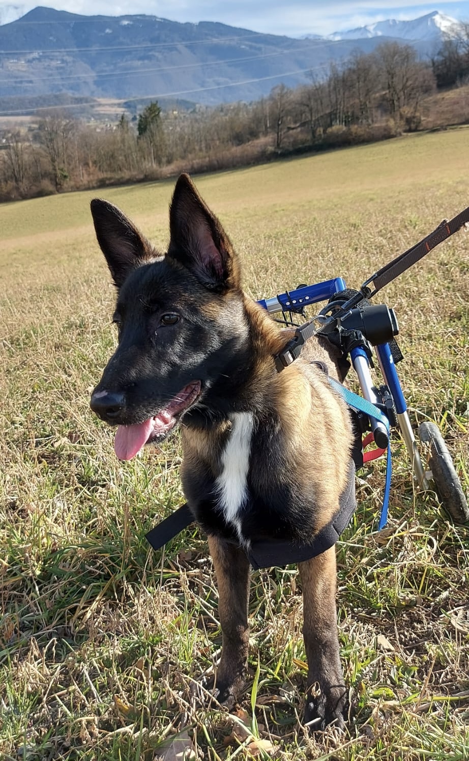 Chien paralysé neurologique chariot genève Un Chien paralysé des pattes arrières dans un chariot