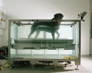 Hydrothérapie chien Genève Vaud Séance d'Hydrothérapie d'un chien à Genève, Cabinet Moillebeau