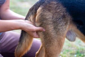 Massage chien Genève Massage d'un chien à Genève