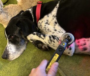 Laser Arthrose chien Genève Chien avec de l'arthrose au coude en séance de laser, Genève