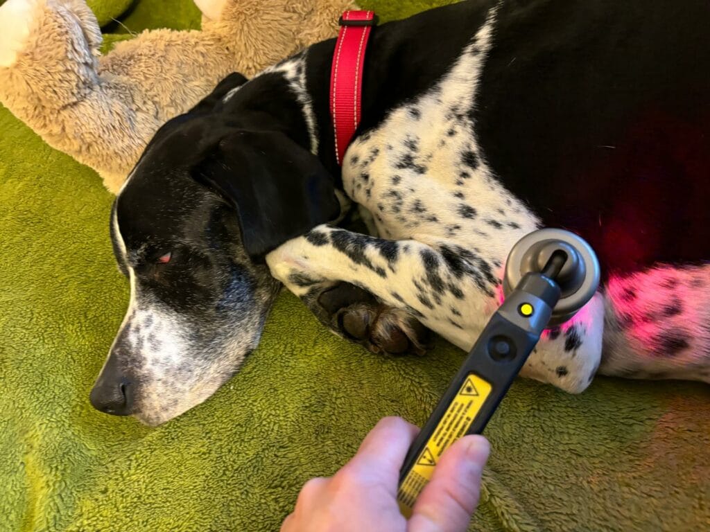 Séance de laser thérapeutique pour un chien avec de l'arthrose Séance de laser thérapeutique pour un chien avec de l'arthrose