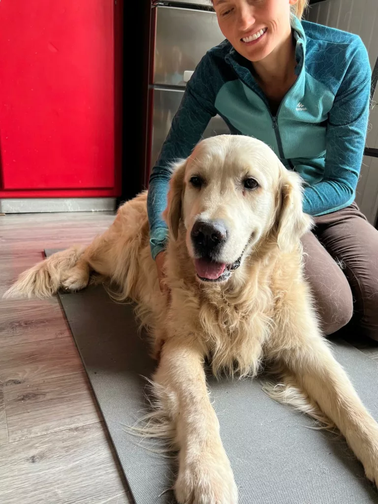 Massage d'un chien avec dysplaxie de hanche en physiothérapie canine  Massage d'un chien avec dysplaxie de hanche en physiothérapie canine