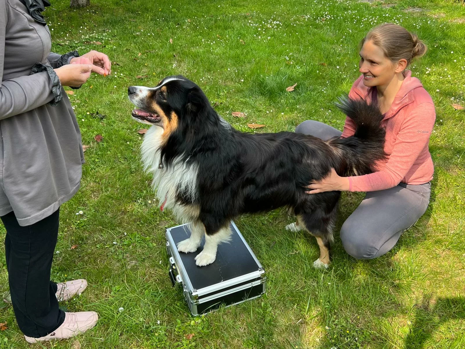 Séance d'un chien avec ligament croisée en physiothérapie canine  Séance d'un chien avec ligament croisée en physiothérapie canine