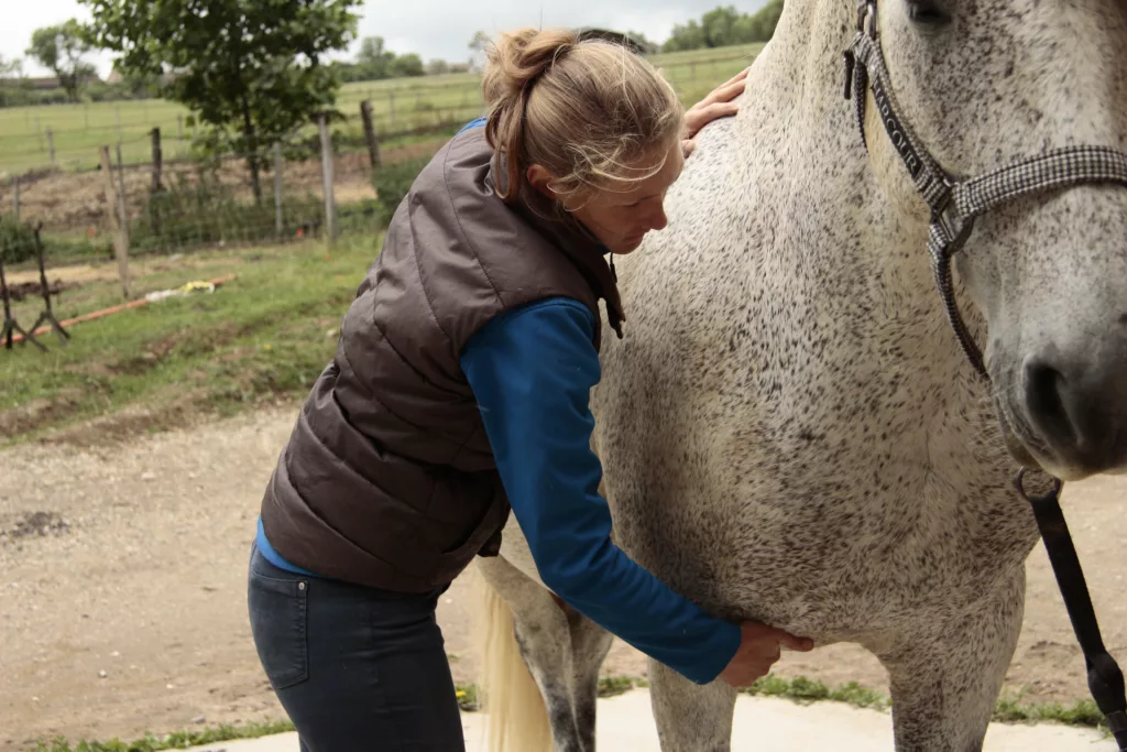 Palpation d'un cheval pendant sa séance de physiothérapie