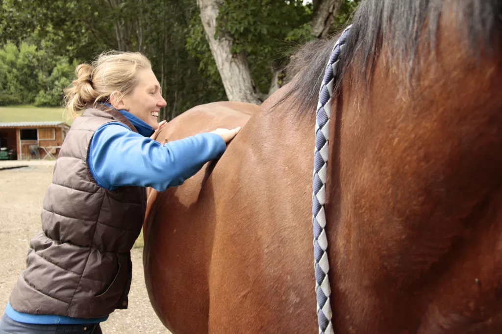 Palpation du dos d'un cheval en rééducation