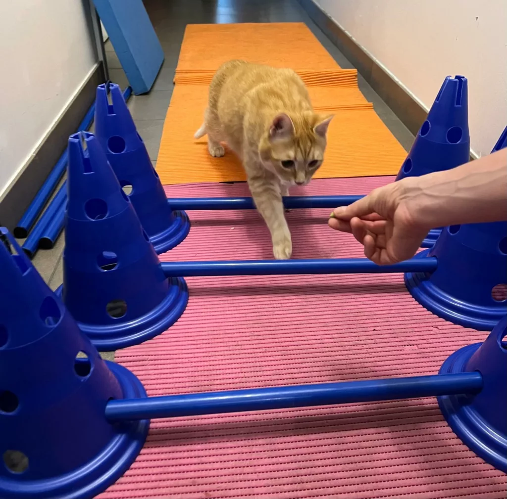 Chat avec de l'arthose qui fait du renforcement musculaire à Genève Chat avec de l'arthose qui fait du renforcement musculaire à Genève