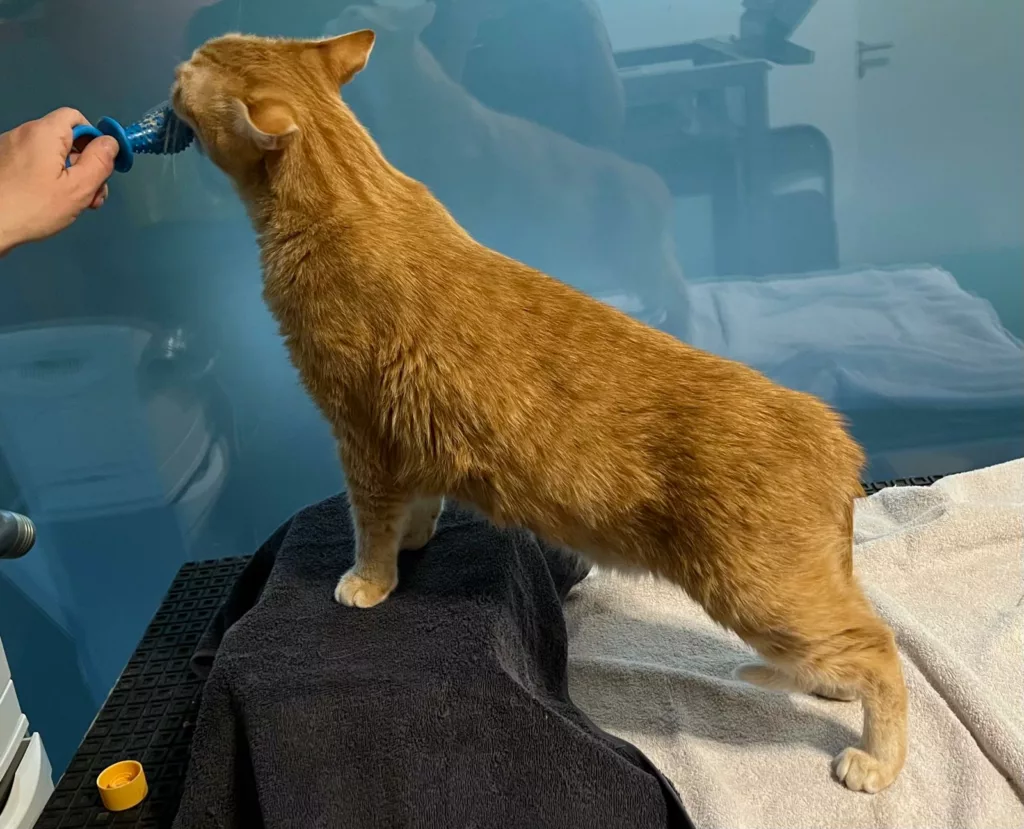 Chat avec de l'arthose qui fait de la physiothérapie à Genève Chat avec de l'arthose qui fait de la physiothérapie à Genève