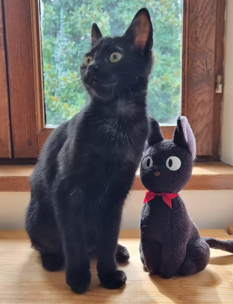 Physiothérapie pour chats à Genève Chat noir physiothérapie